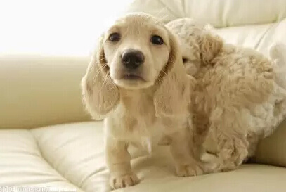 宠物照片分享，快乐传递的无尽魅力